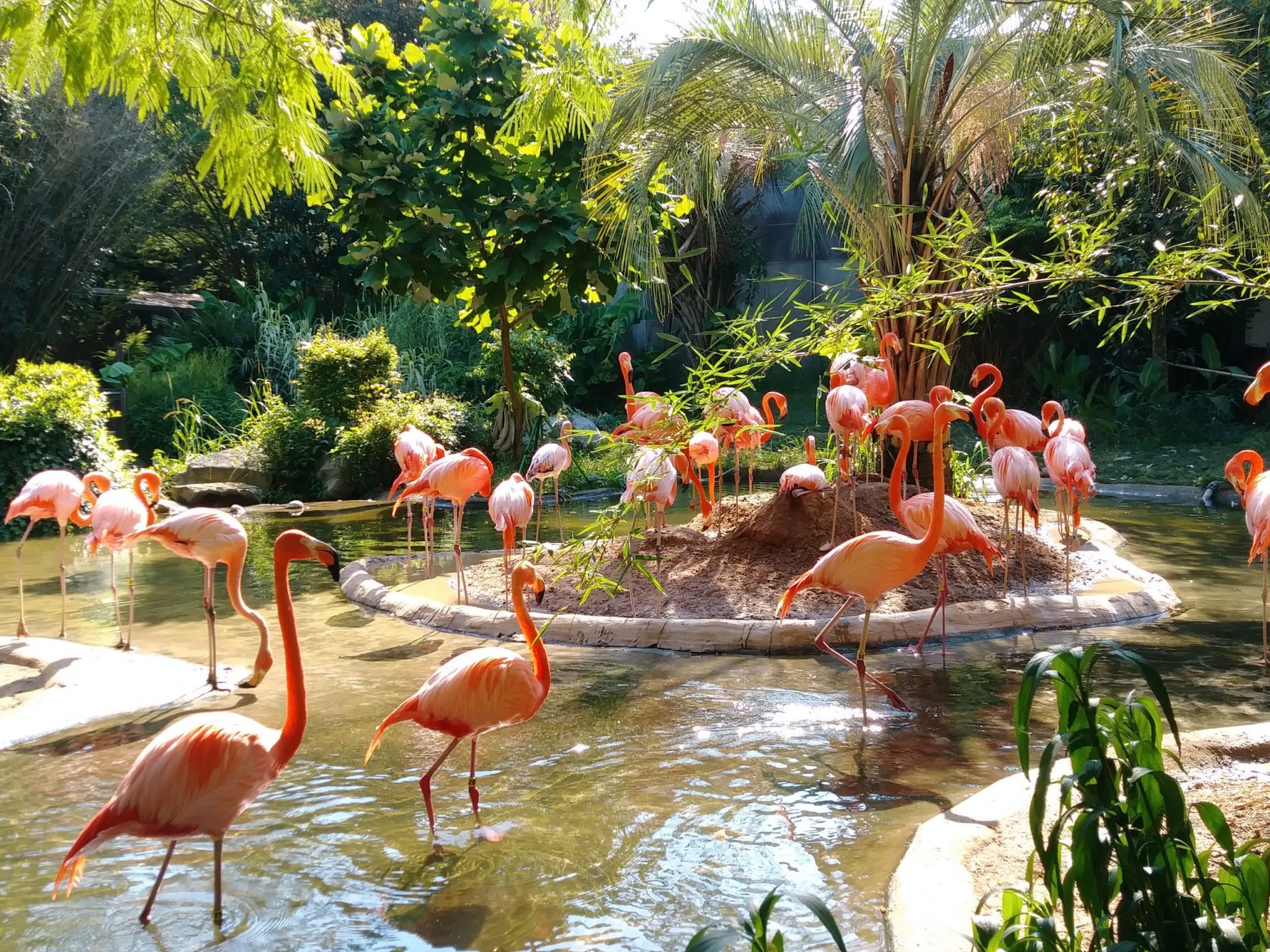 pink flamingos on pond surrounded with green plants in Columbia