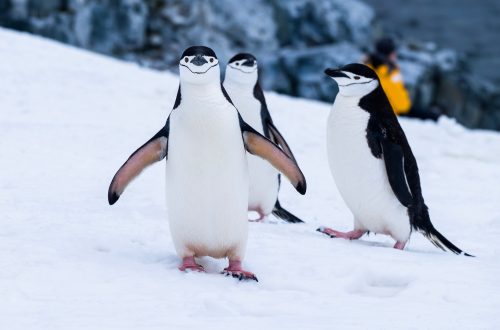 pinguino-crochet